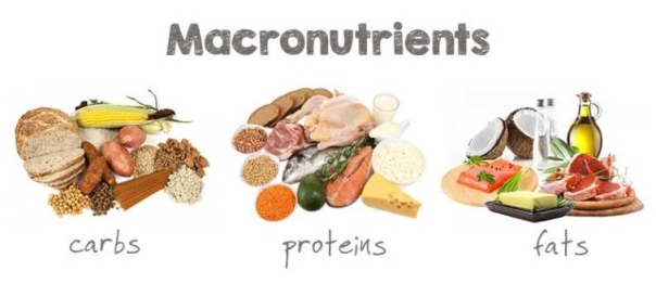 macronutrients - what you eat matters