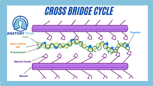 cross bridge cycle